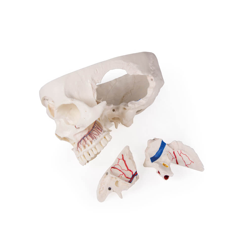 Luxury demonstration skull, 14 pieces, skull model from Erler Zimmer