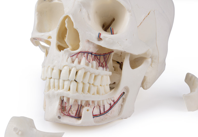 Erler Zimmer Model, Demonstration Skull, 14 Parts