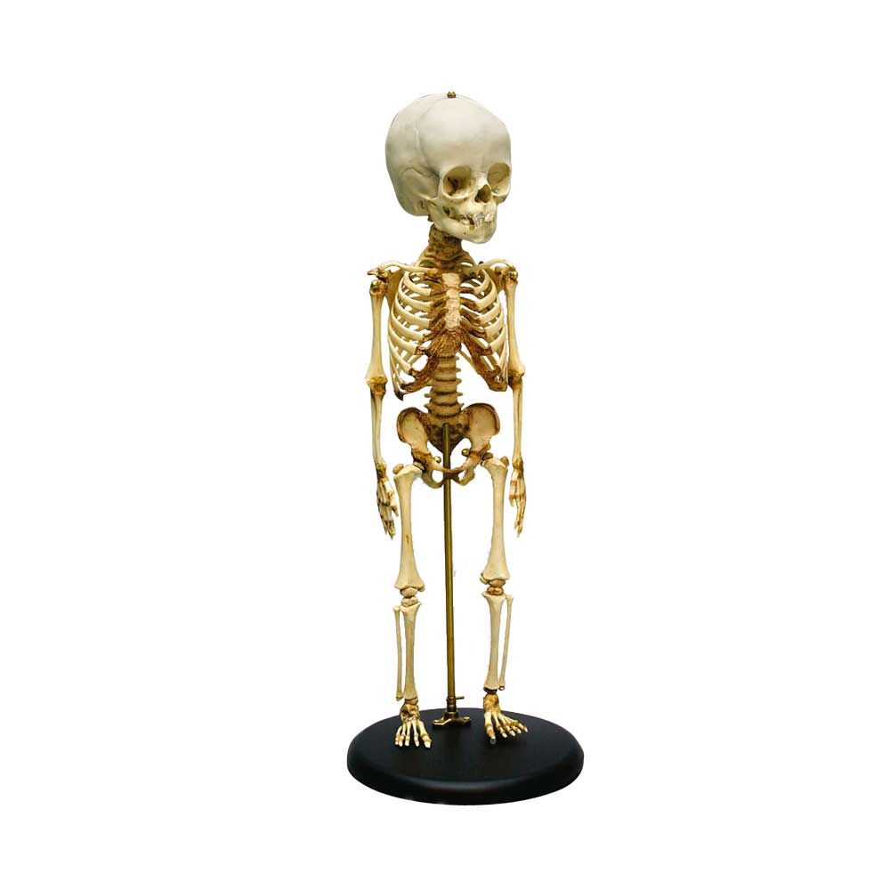 Erler Zimmer Child Skeleton, 14-16 month, 65cm