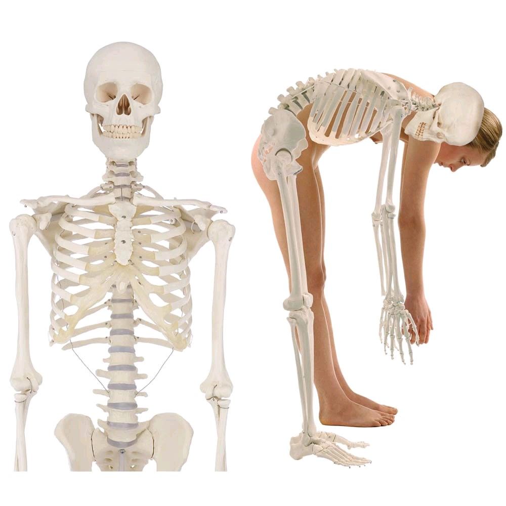 Erler Zimmer full-body skeleton anatomical 1.76 cm, different versions