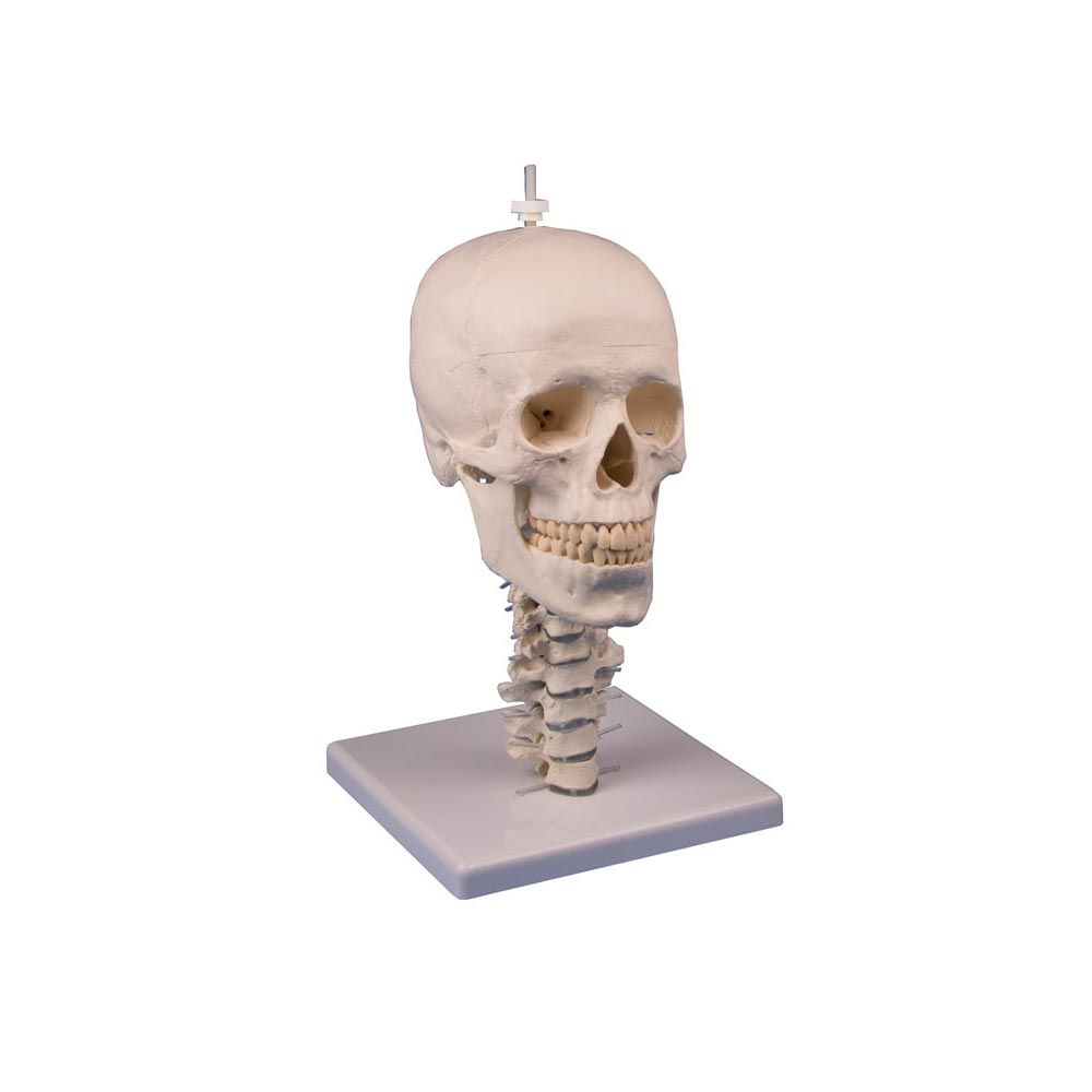 Erler Zimmer Skull Stand Cervical Stand