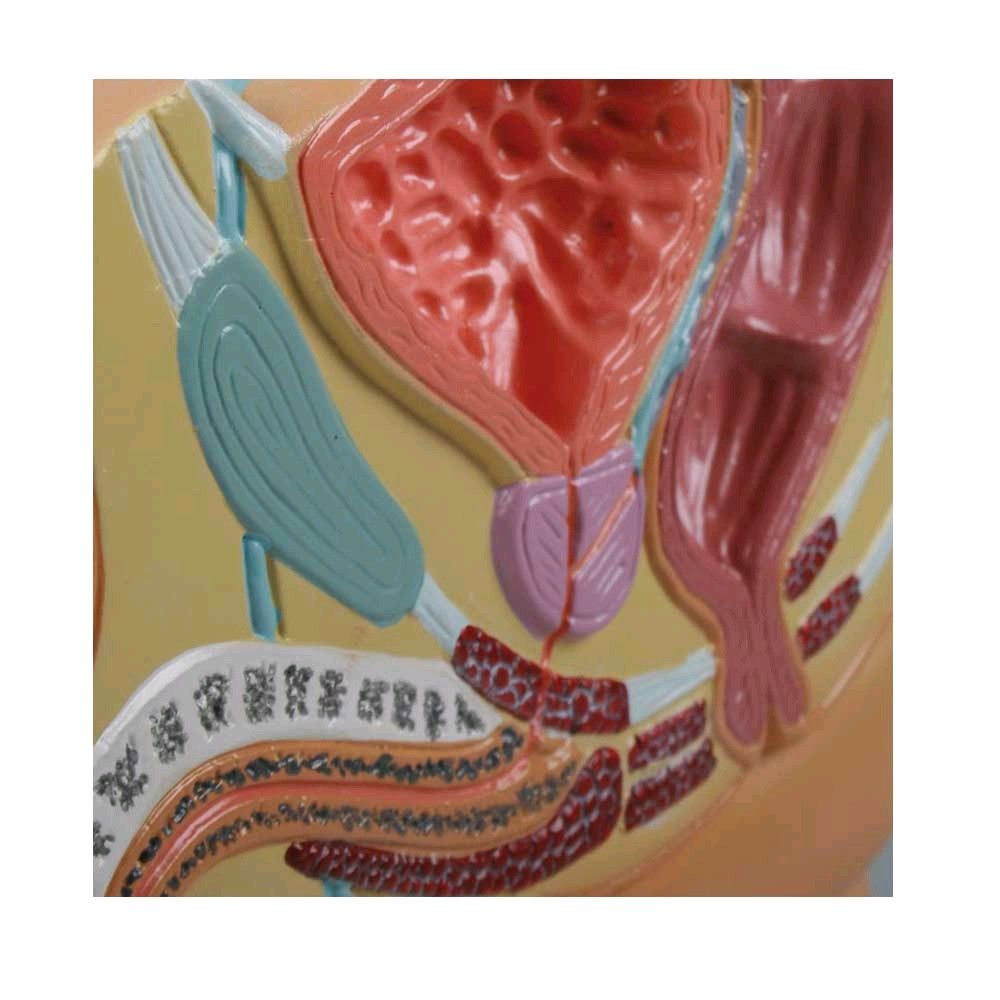 Erler Zimmer Pelvis Section Model, Male, 1/2 size, teaching map