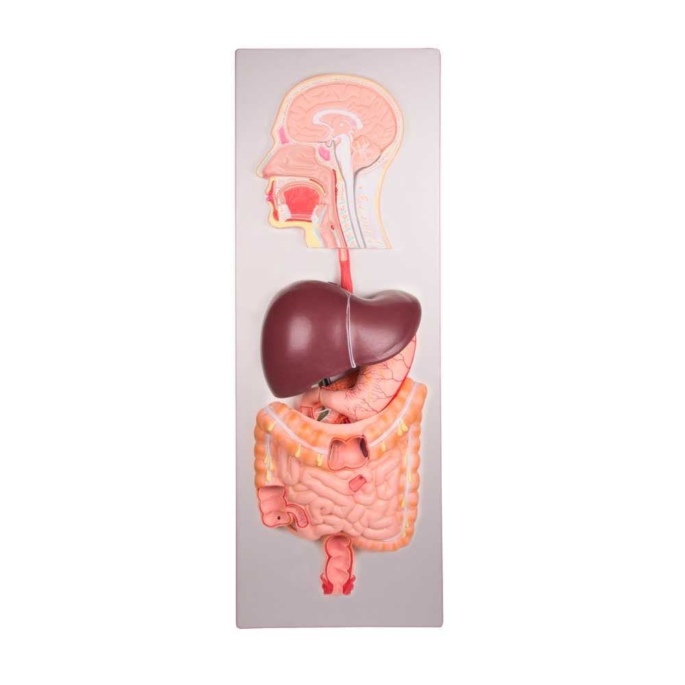 Erler Zimmer Model - Human Digestive System, 5 Parts