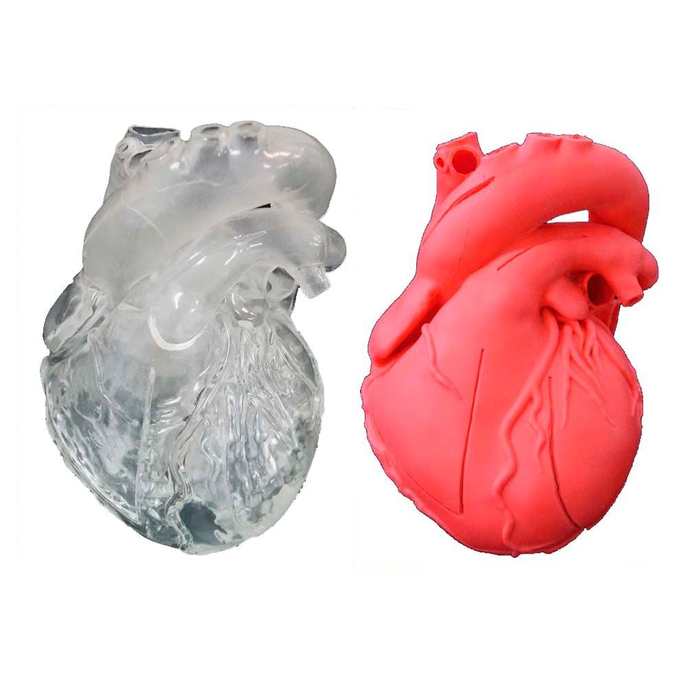 Erler Zimmer Heart Model, Flexible, Didactical, Different Colours