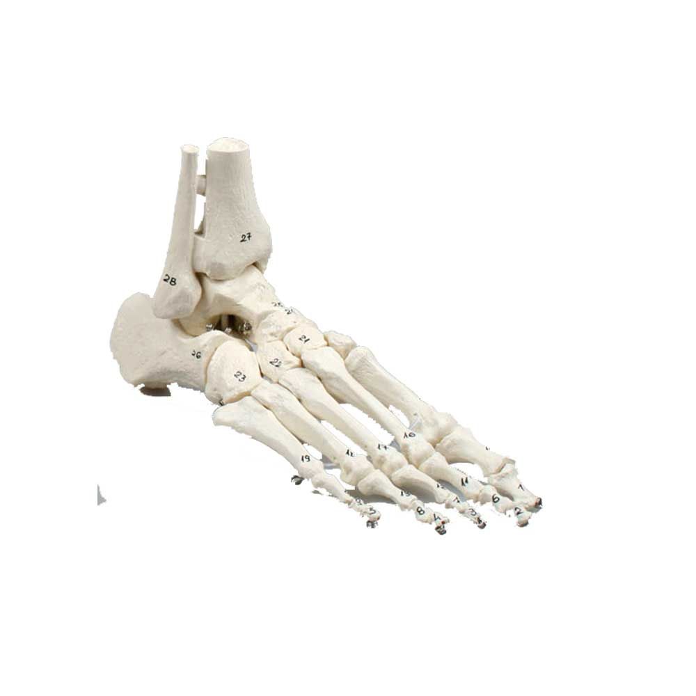 Erler Zimmer Foot Skeleton/Fibula Insertion, Numbered