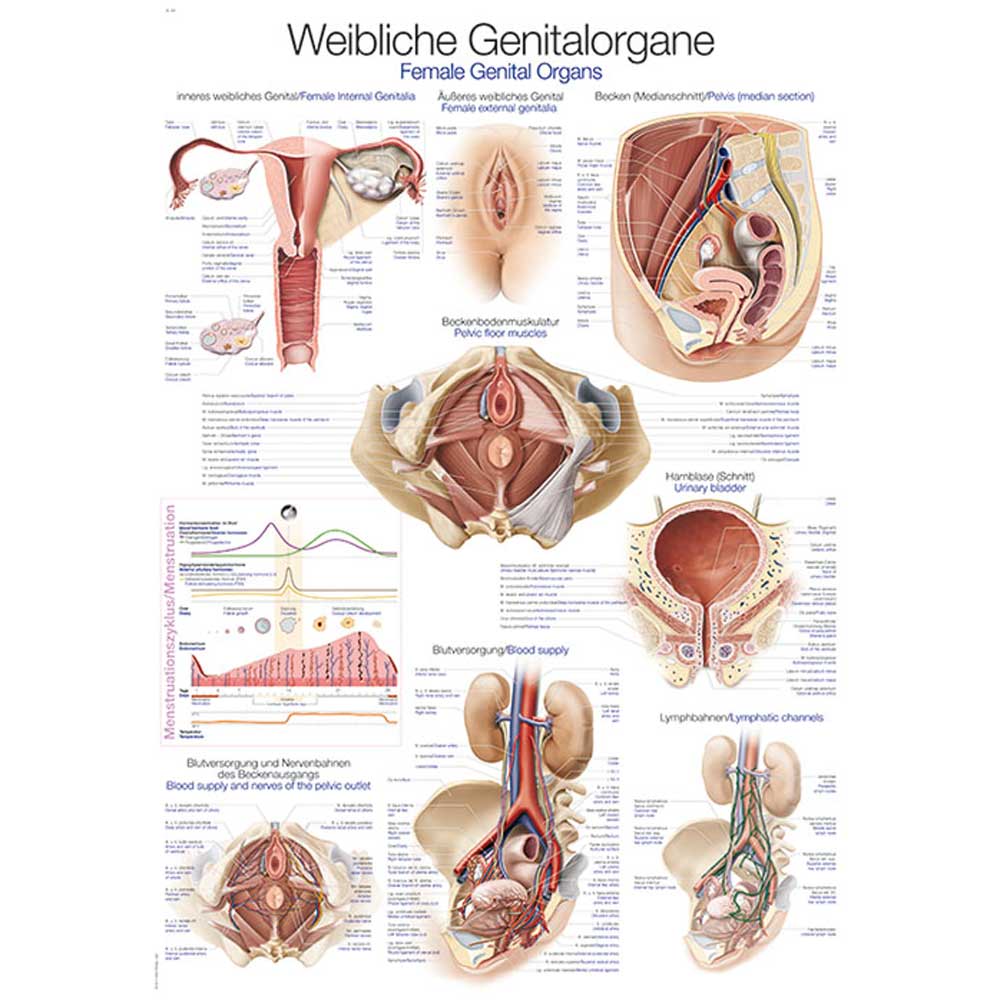 Erler Zimmer Anatomical Chart "Female Genital Organs", 50x70cm