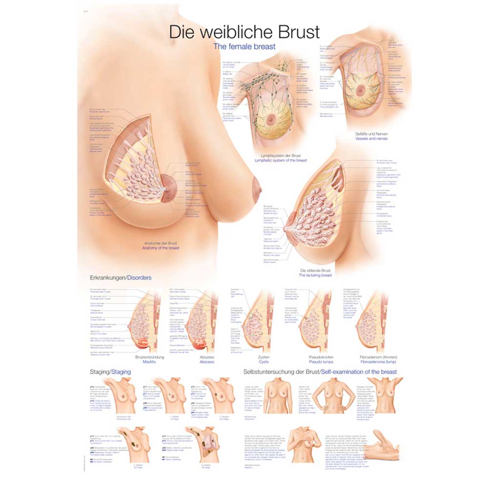 Erler Zimmer Anat. Chart "The Female Breast", 50x70cm