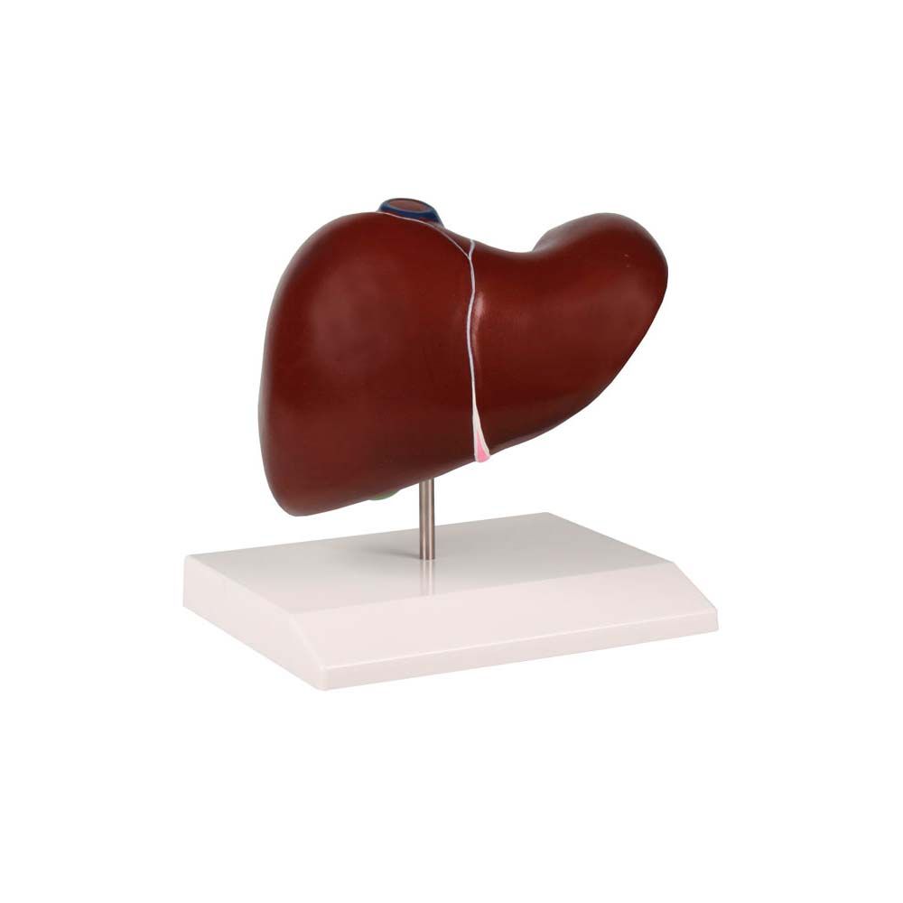 Erler Zimmer Desktop Model - Liver with Gallbladder