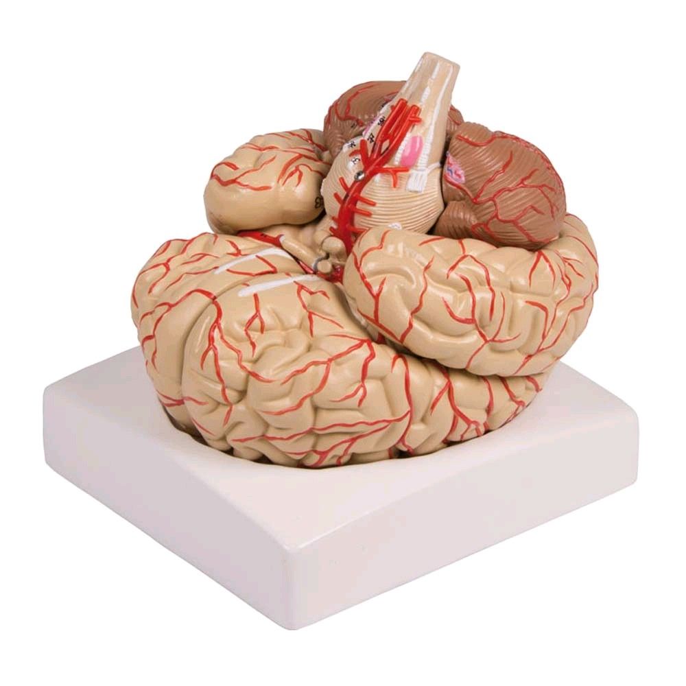 Brain model with arteries of Erler Zimmer, 9-piece, life-size