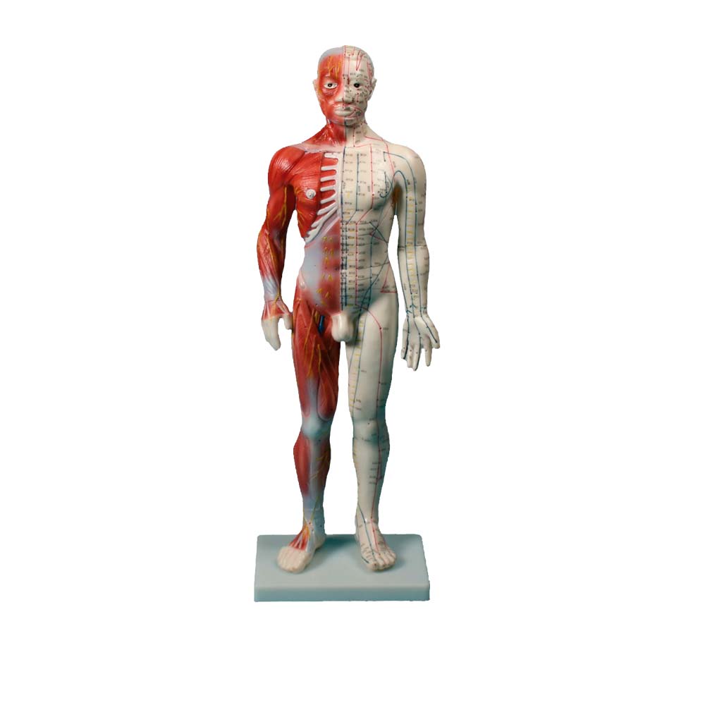 Erler Zimmer Male Chinese Acupuncture Figure w. Muscles, 60cm