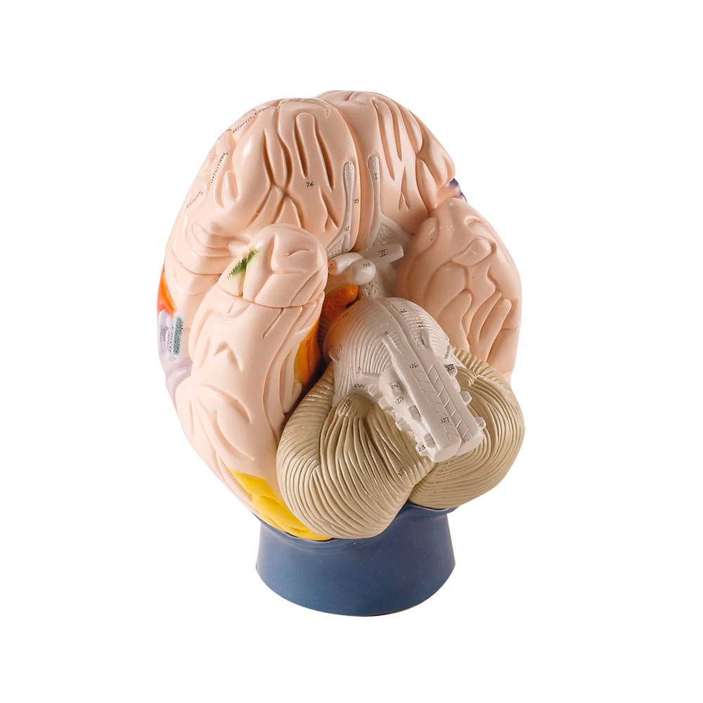 Erler Zimmer Neuro-Anatomical Brain, 2 Times Life Size, 4-Part