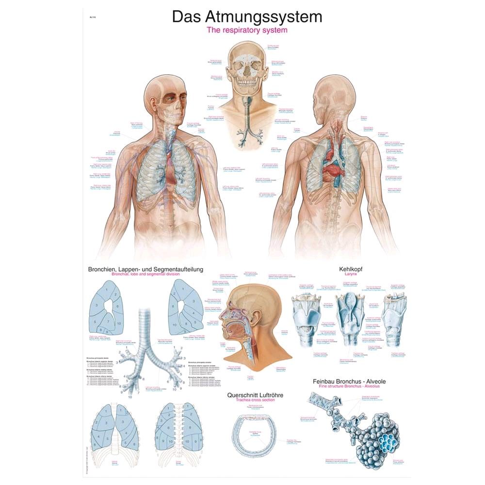 graphic training aid "The respiratory system", 70x100cm, plastic film