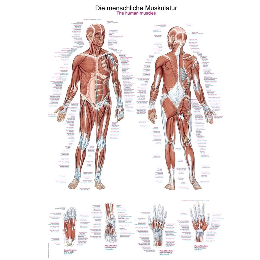 graphic training aid"The human muscles", 70x100cm, plastic film