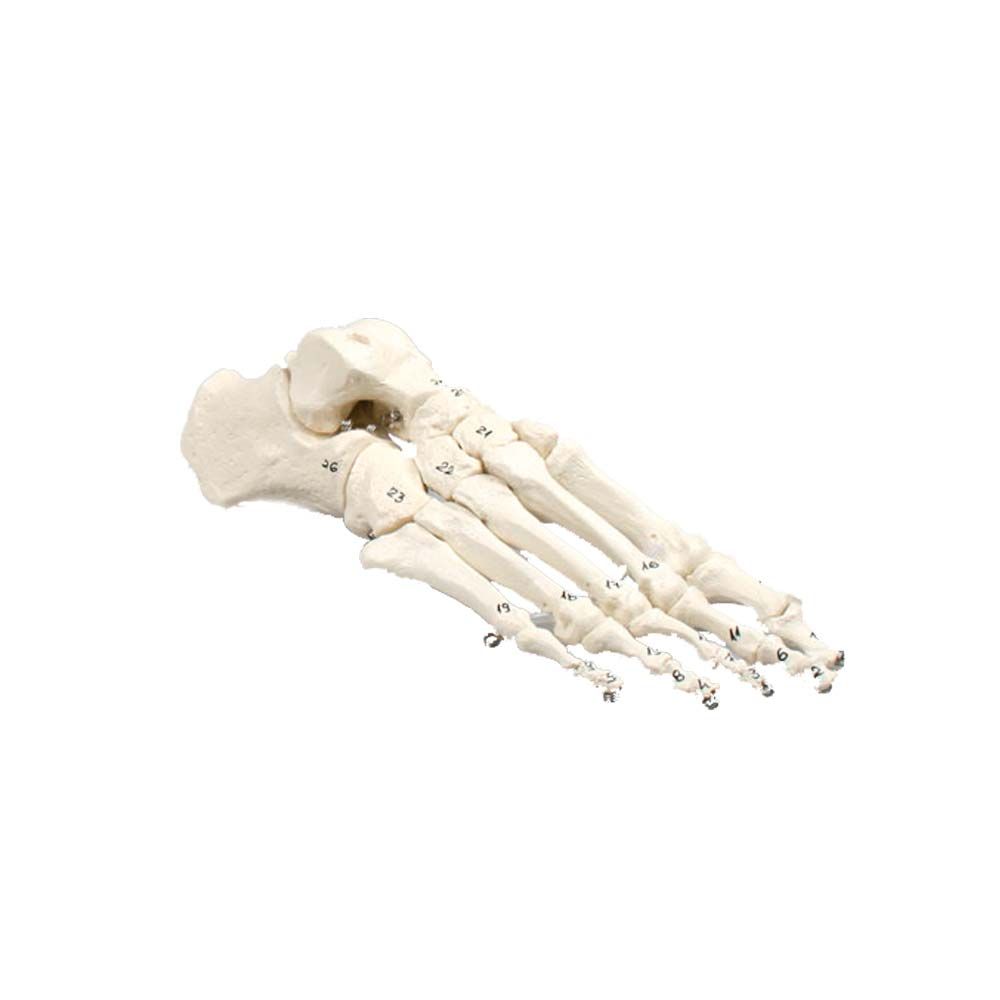 Erler Zimmer Foot Skeleton, Movable, Numbered
