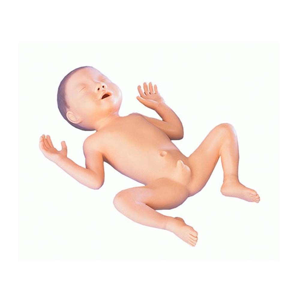 Erler Zimmer - Premature Infant Model, 30 Weeks Old