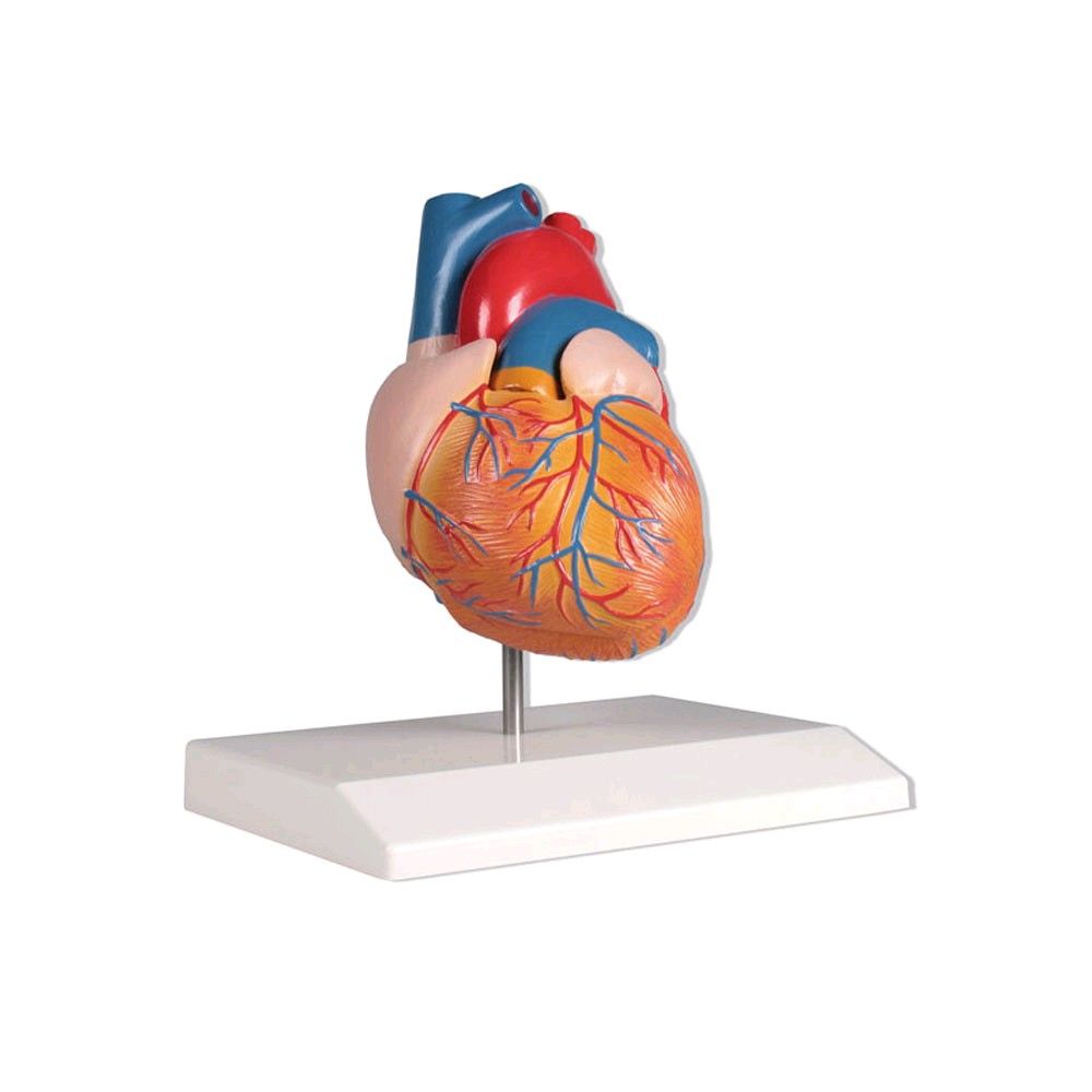 Erler Zimmer Heart model, 2 parts life size, painted in detail, tripod