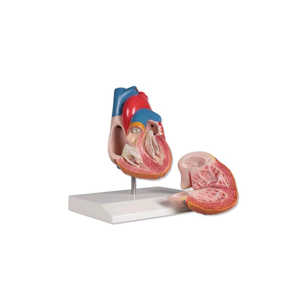 Erler Zimmer Heart model, 2 parts life size, painted in detail, tripod