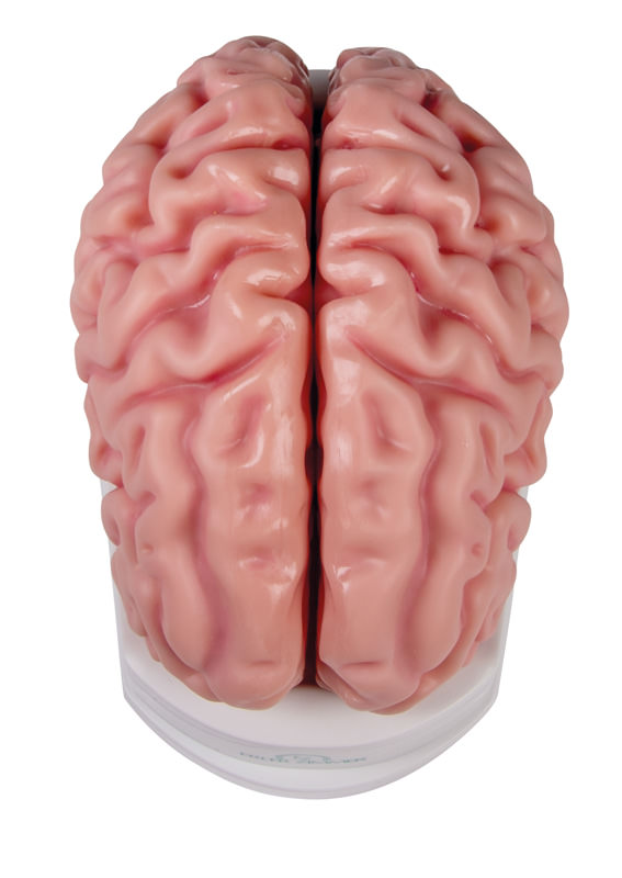Brain model Erler Zimmer, 5-piece, life-size, incl. Teaching map