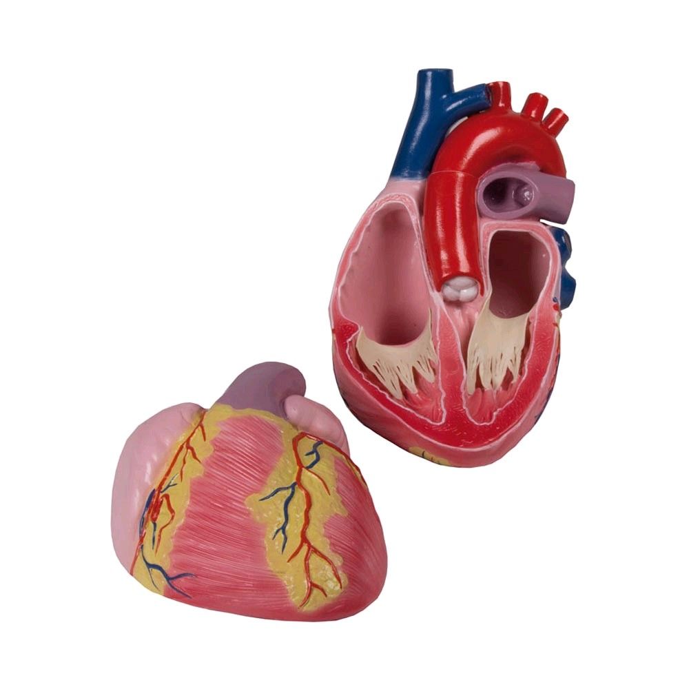 Erler Zimmer Heart model, 2 parts, unbreakable, 3 times life size