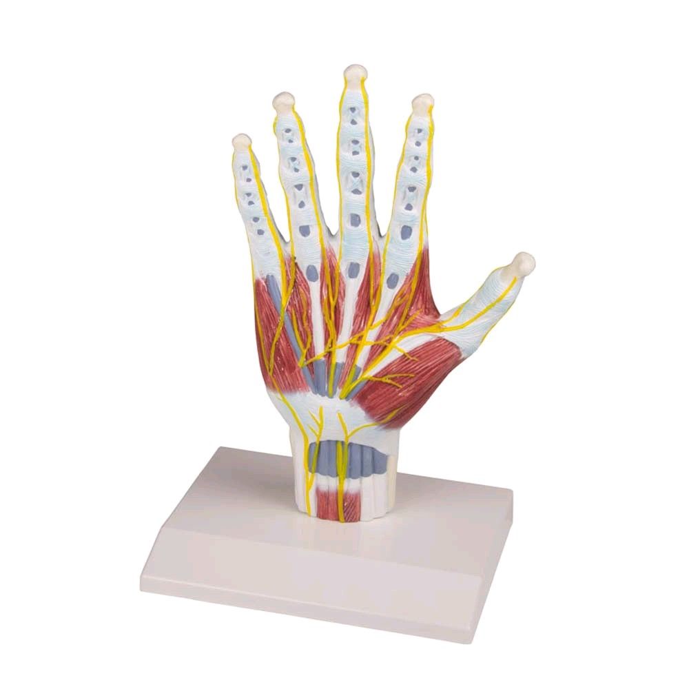 Hand Anatomy structure model Erler Zimmer, lifesize, incl. Tripod