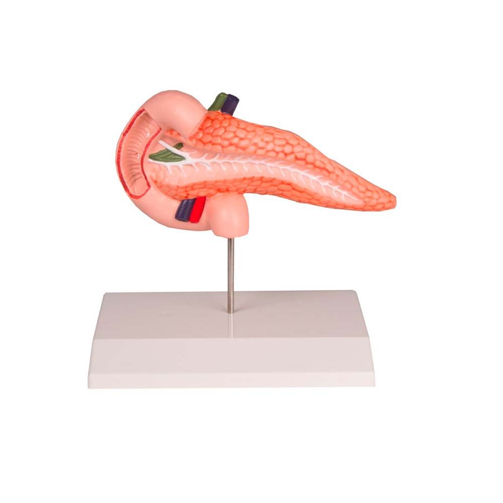 Erler Zimmer Desktop Model - Pancreas and Duodenum