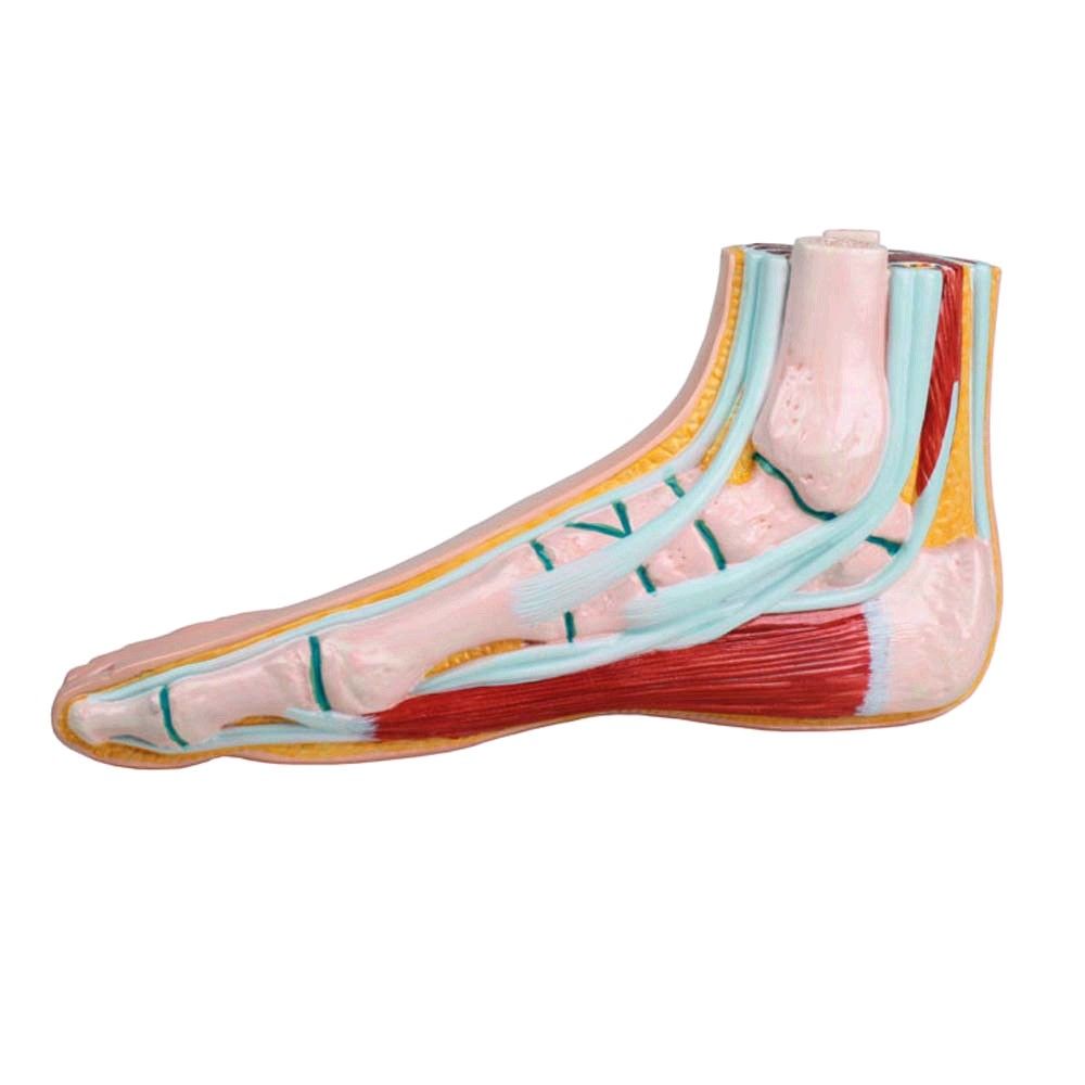 Erler Zimmer normal foot model, open media, life-size, right foot