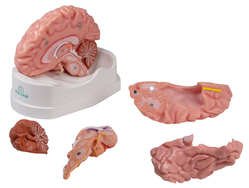 Brain model Erler Zimmer, 5-piece, life-size, incl. Teaching map