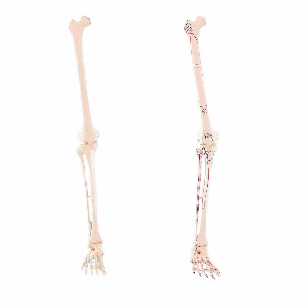 Erler Zimmer Leg Skeleton, Dismountable, with/without Muscle Markings