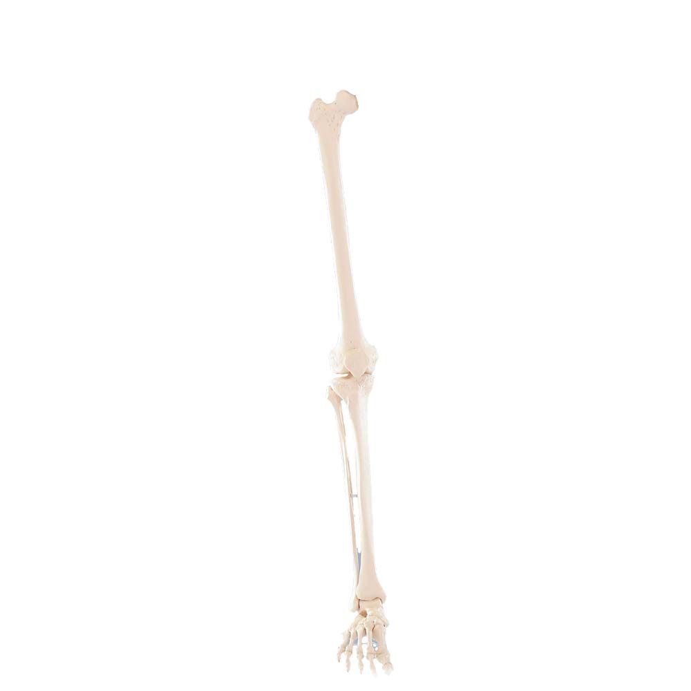 Erler Zimmer Leg Skeleton, Dismountable, without Muscle Markings