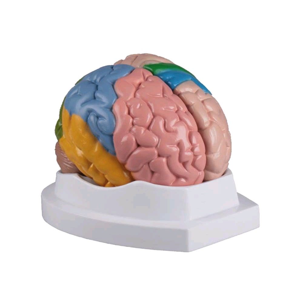 colored brain model Erler Zimmer, 5-piece live large teaching map