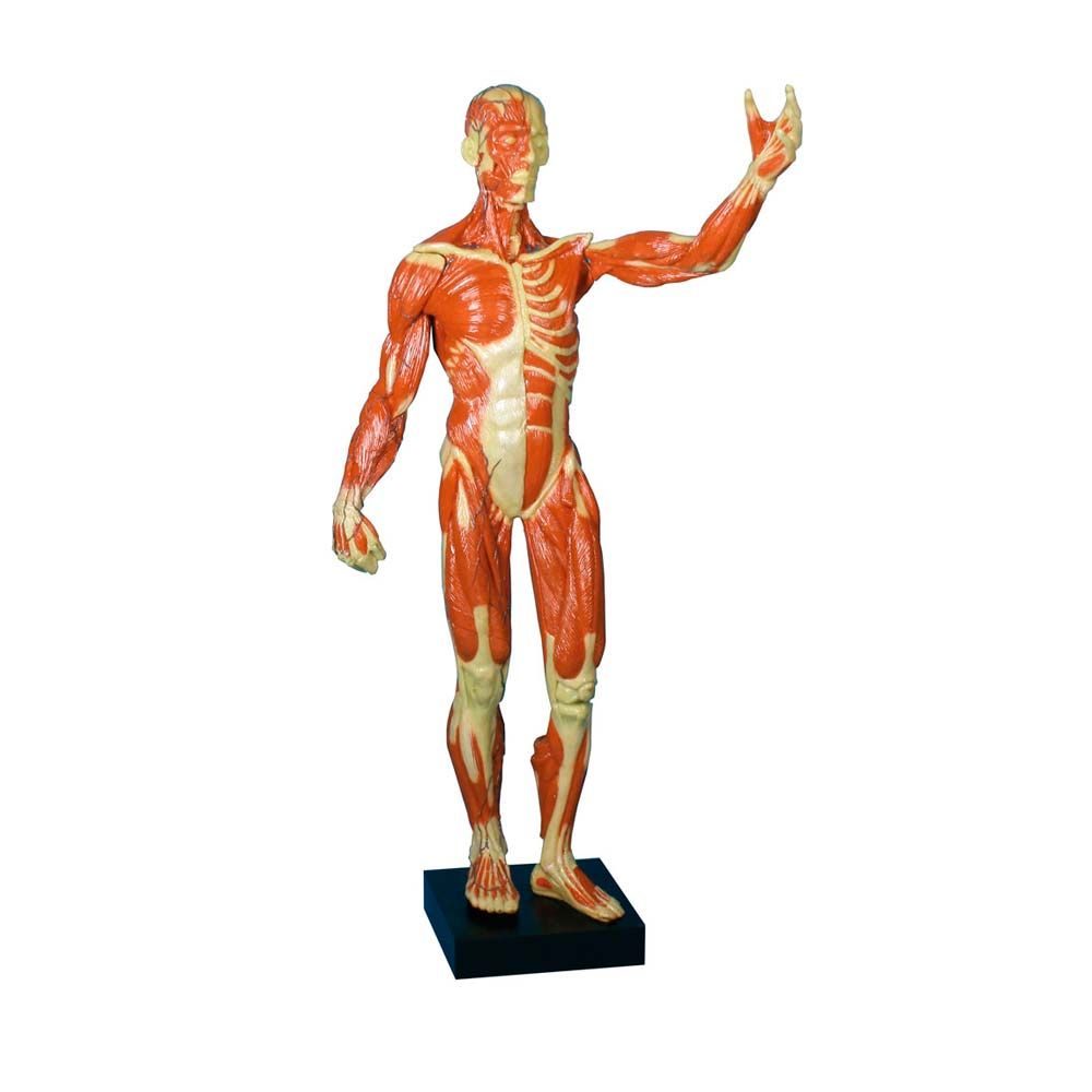 Erler Zimmer Miniature Muskular Figure, 1/3 Natural Size