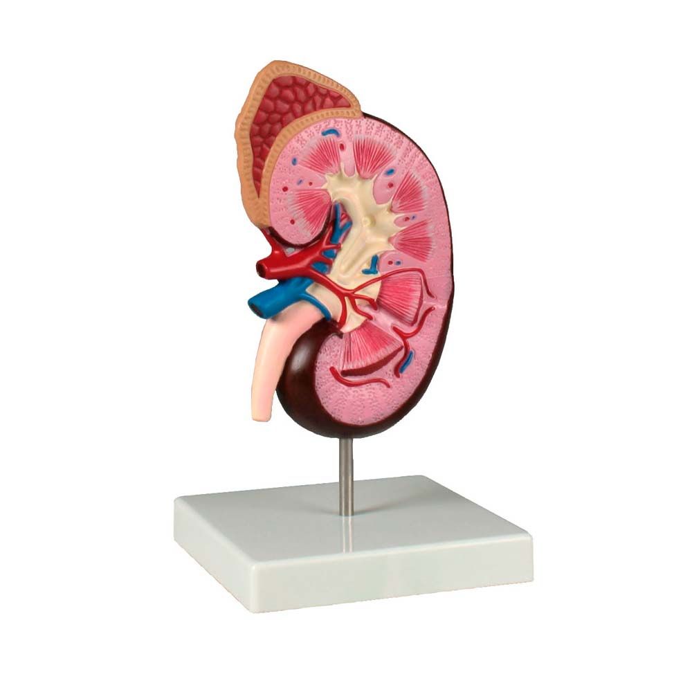 Erler Zimmer Desktop Model - Kidney, 2-Times Life Size