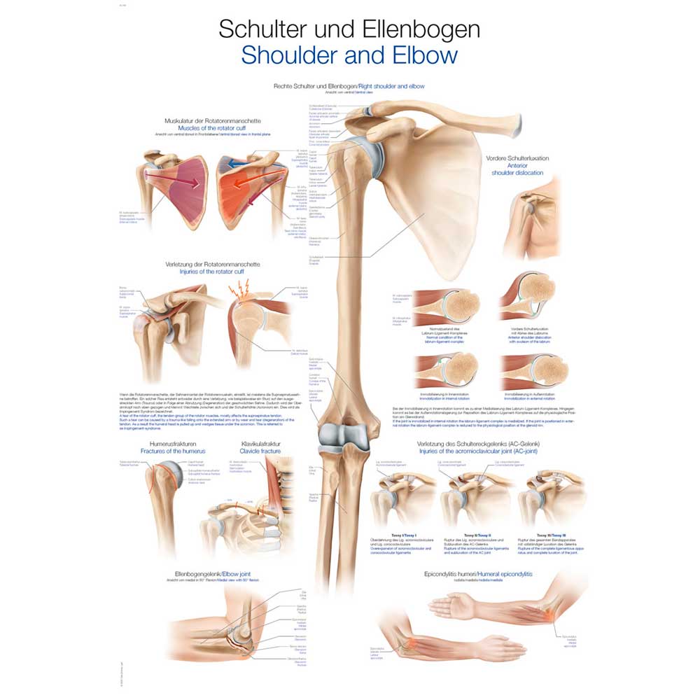 Erler Zimmer Anat. Chart "Shoulder and Elbow", 50x70cm