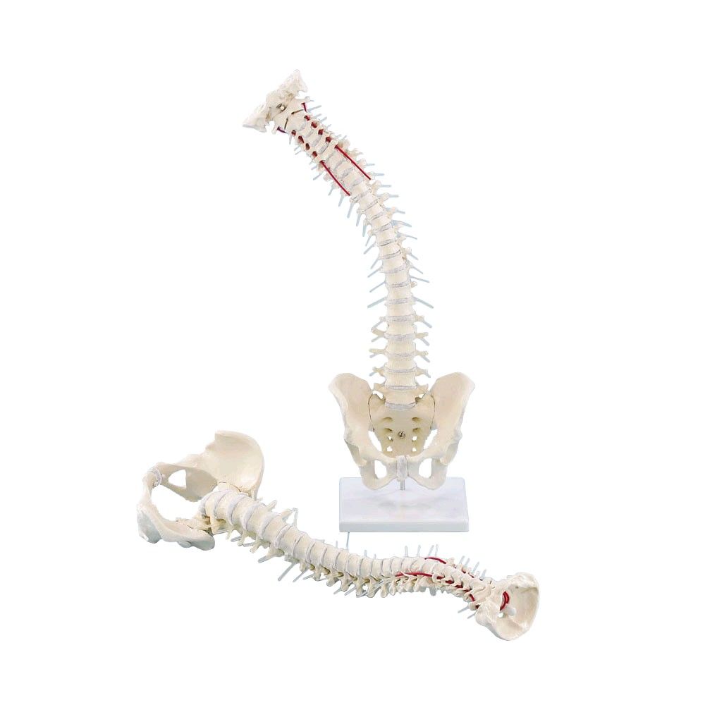 Erler Zimmer Spine with Pelvis, anatomy model, with tripod