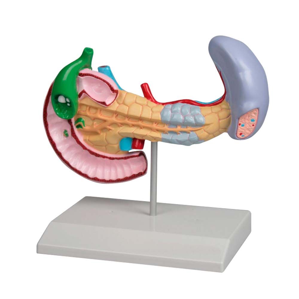 Erler Zimmer Model - Diseases of Pancreas, Spleen, Gallbladder