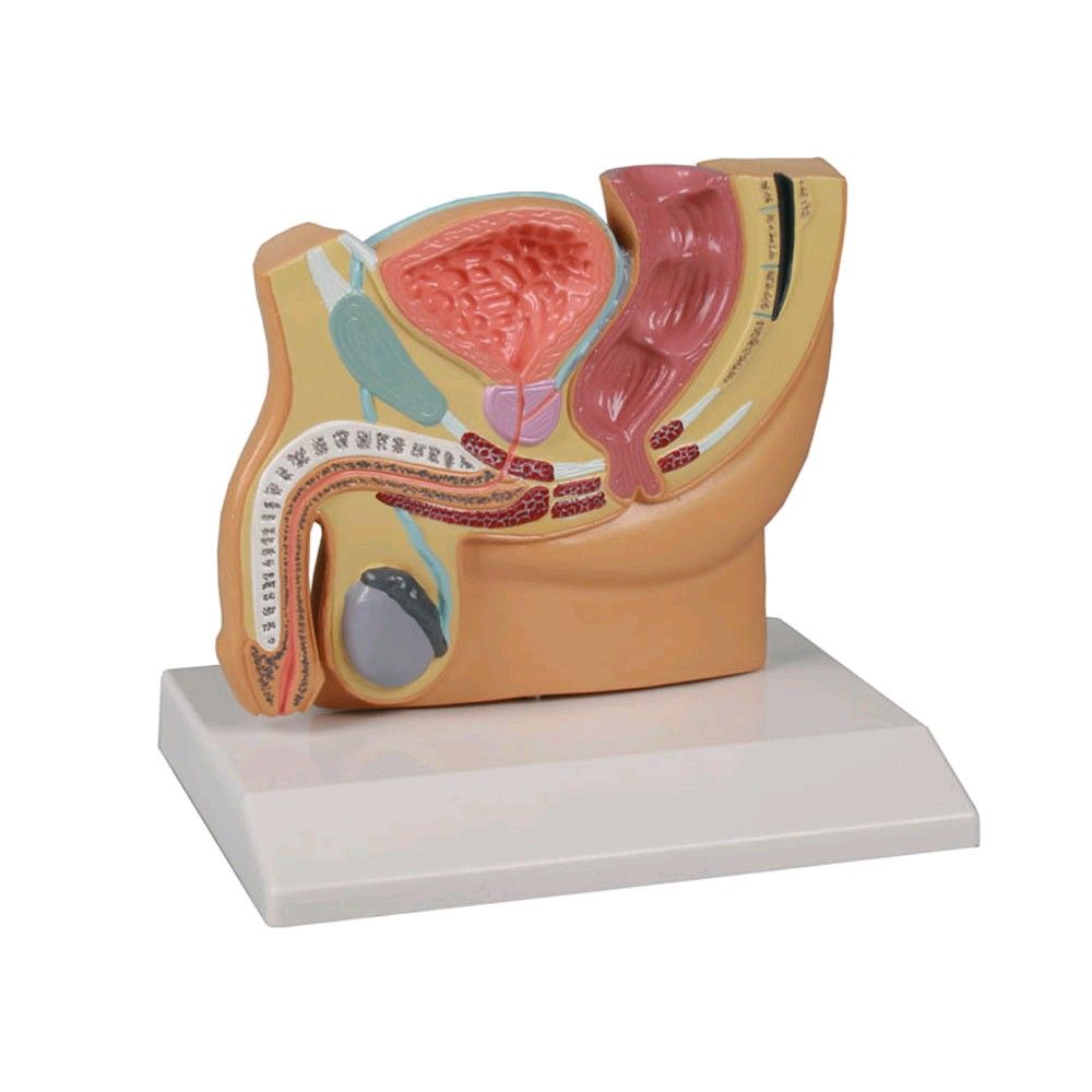 Erler Zimmer Pelvis Section Model, Male, 1/2 size, teaching map