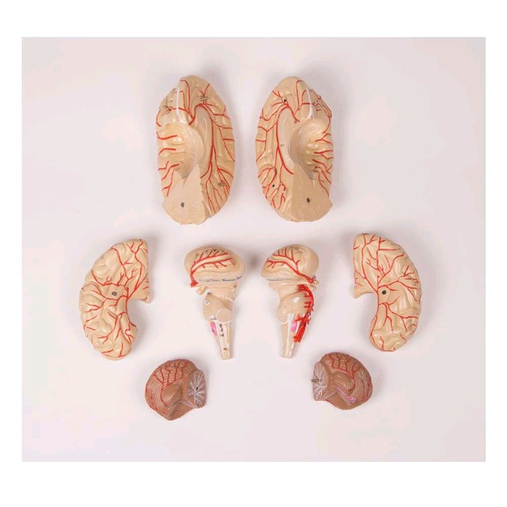 Brain model with arteries of Erler Zimmer, 9-piece, life-size