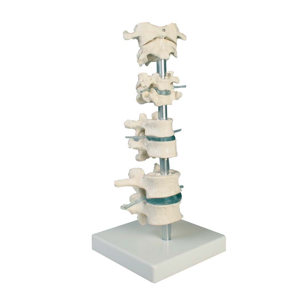 Erler Zimmer Model - 8 Vertebrae, with Stand