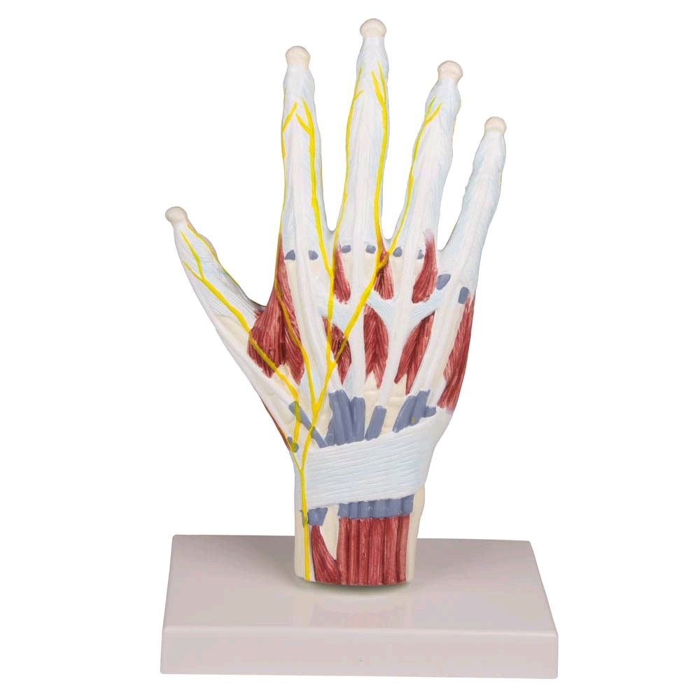 Hand Anatomy structure model Erler Zimmer, lifesize, incl. Tripod