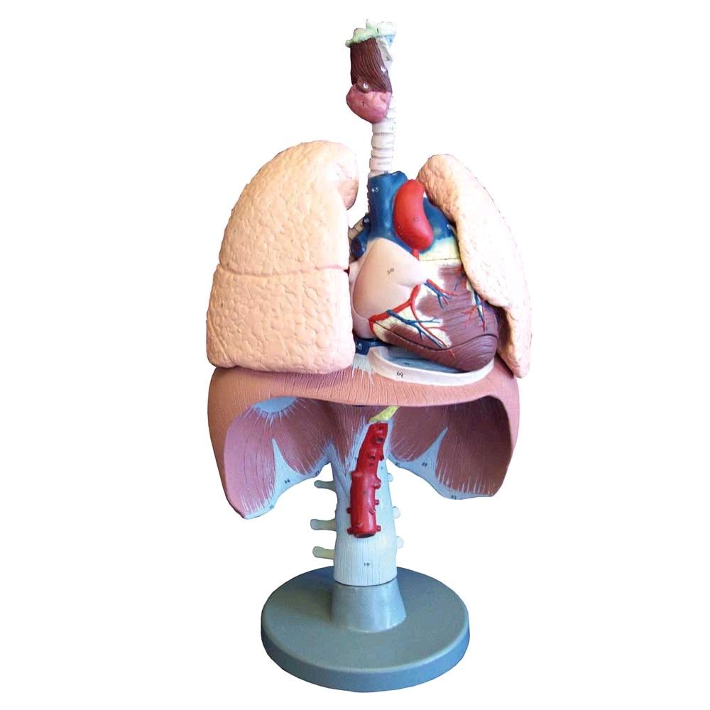Model of the respiratory system life-size plastic numbered, dismantled