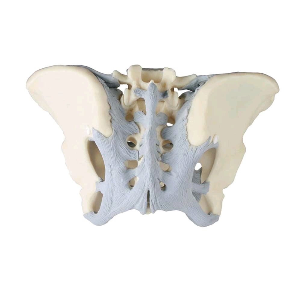 Erler Zimmer Female pelvic skeleton with ligaments, irreducible