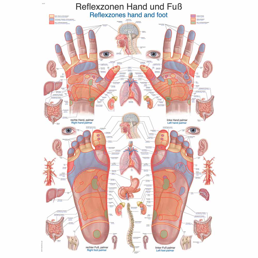 Erler Zimmer Anat. Chart "Reflexzones Hand and Foot", 50x70cm