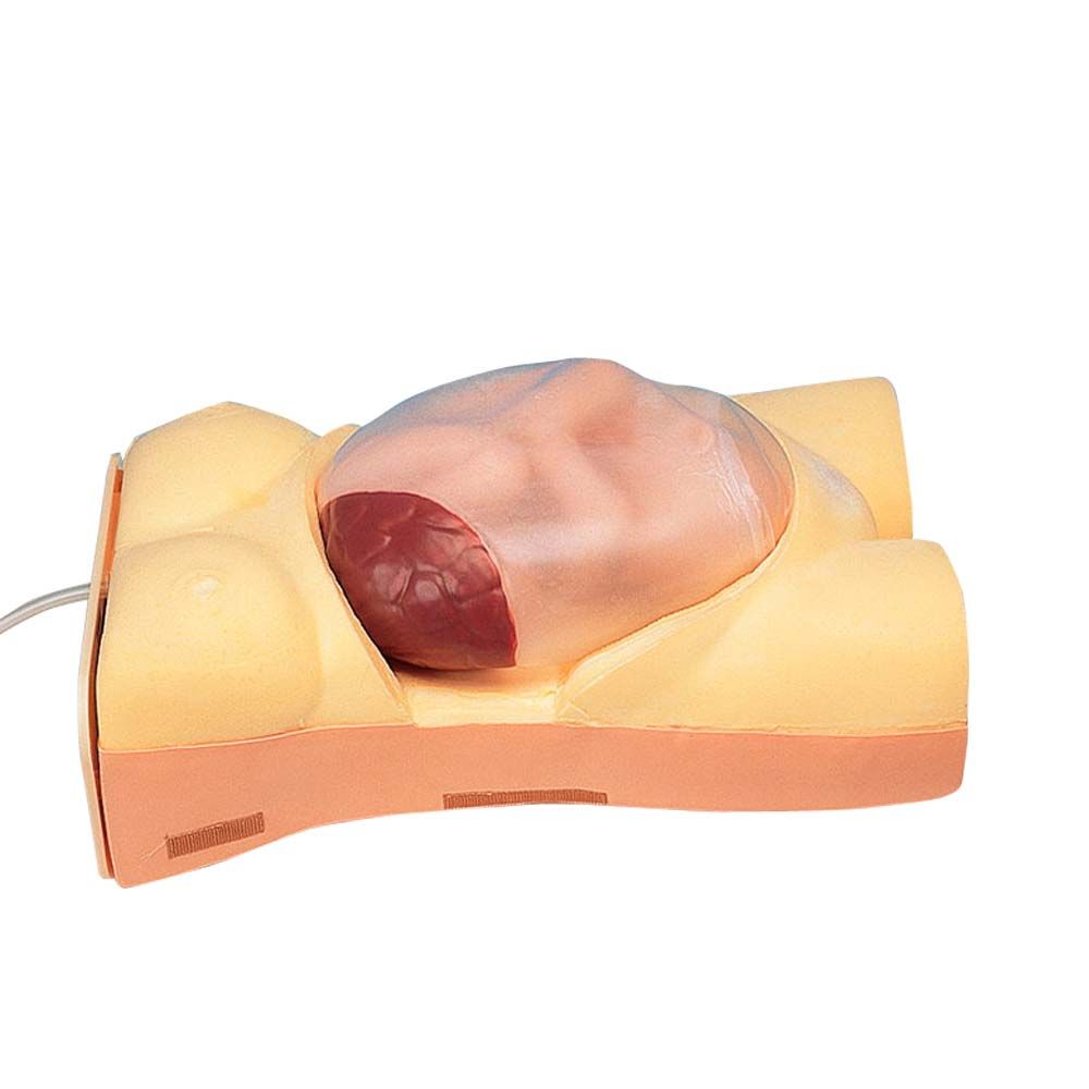 Erler Zimmer Model - Pregnancy Examination w. Heartbeat Simulation