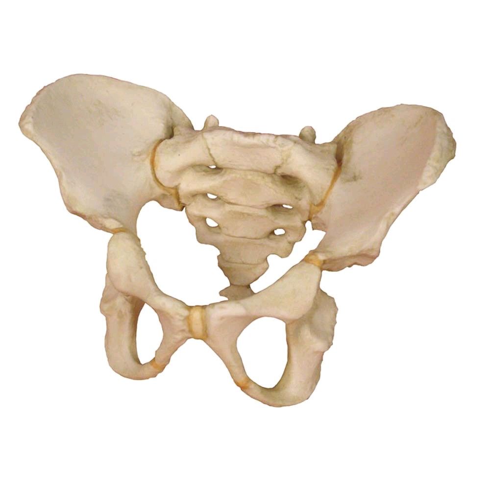 Anatomy Model pelvis 5-year-old child by Erler Zimmer, immobile