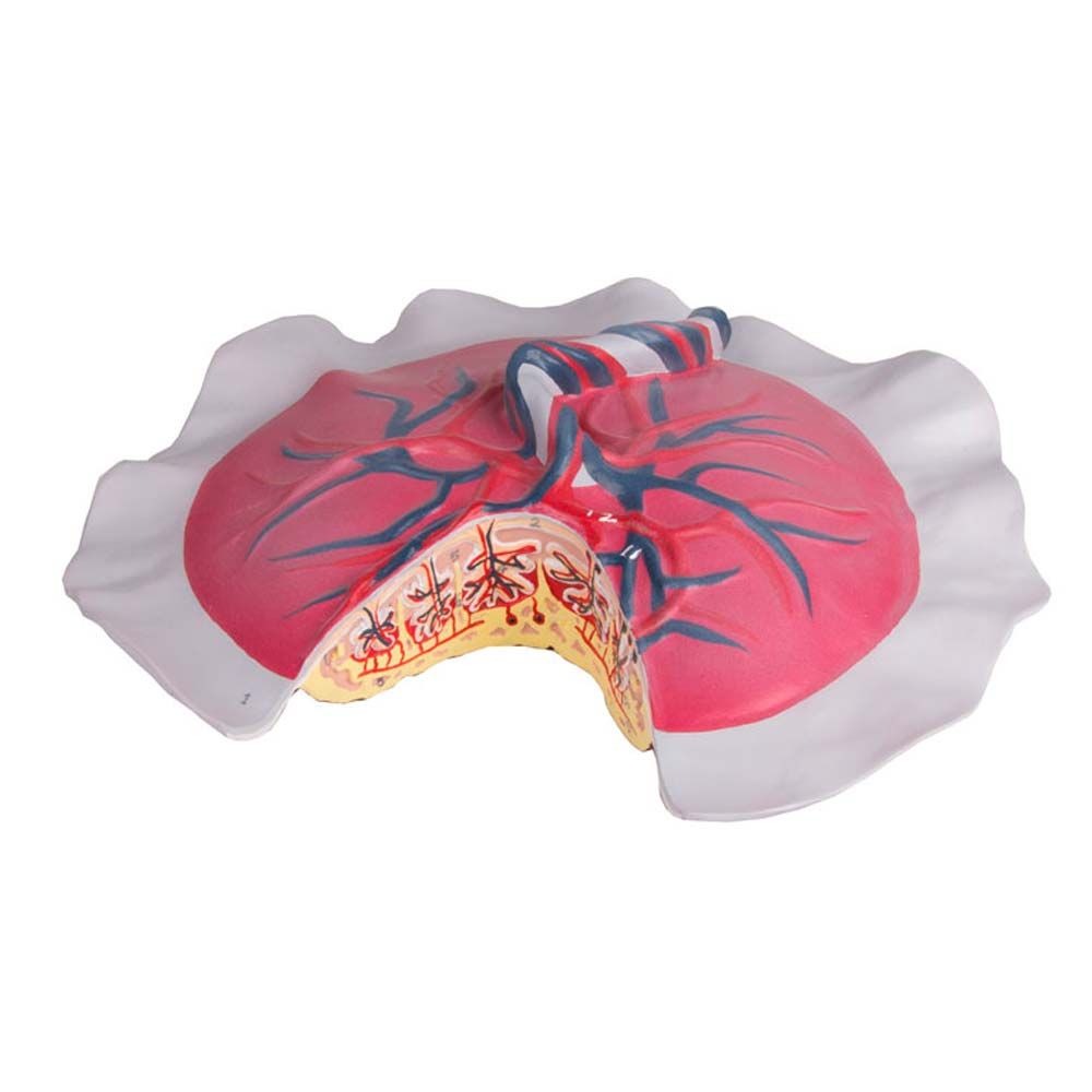 Erler Zimmer Model - Placental Circulation, Natural Size