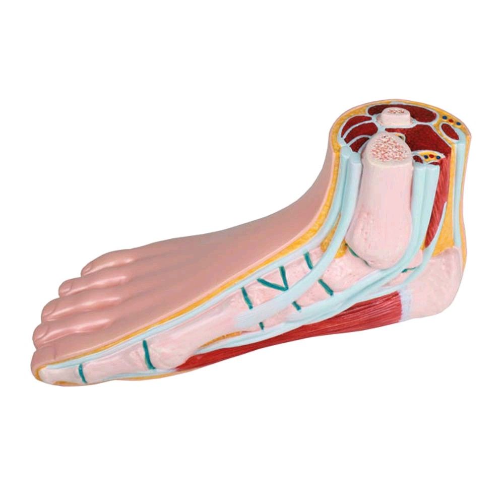 Erler Zimmer normal foot model, open media, life-size, right foot