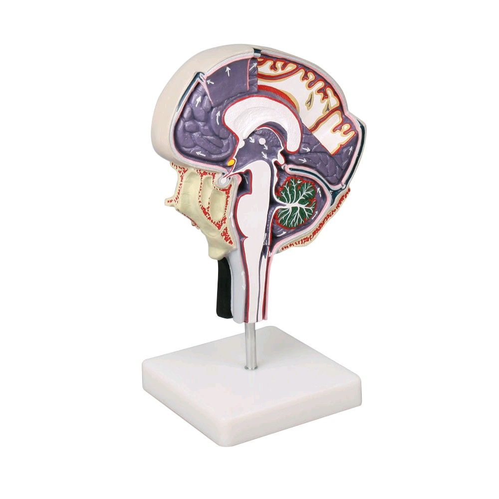 Cerebrospinal fluid circulation model Erler Zimmer, brain slice, color