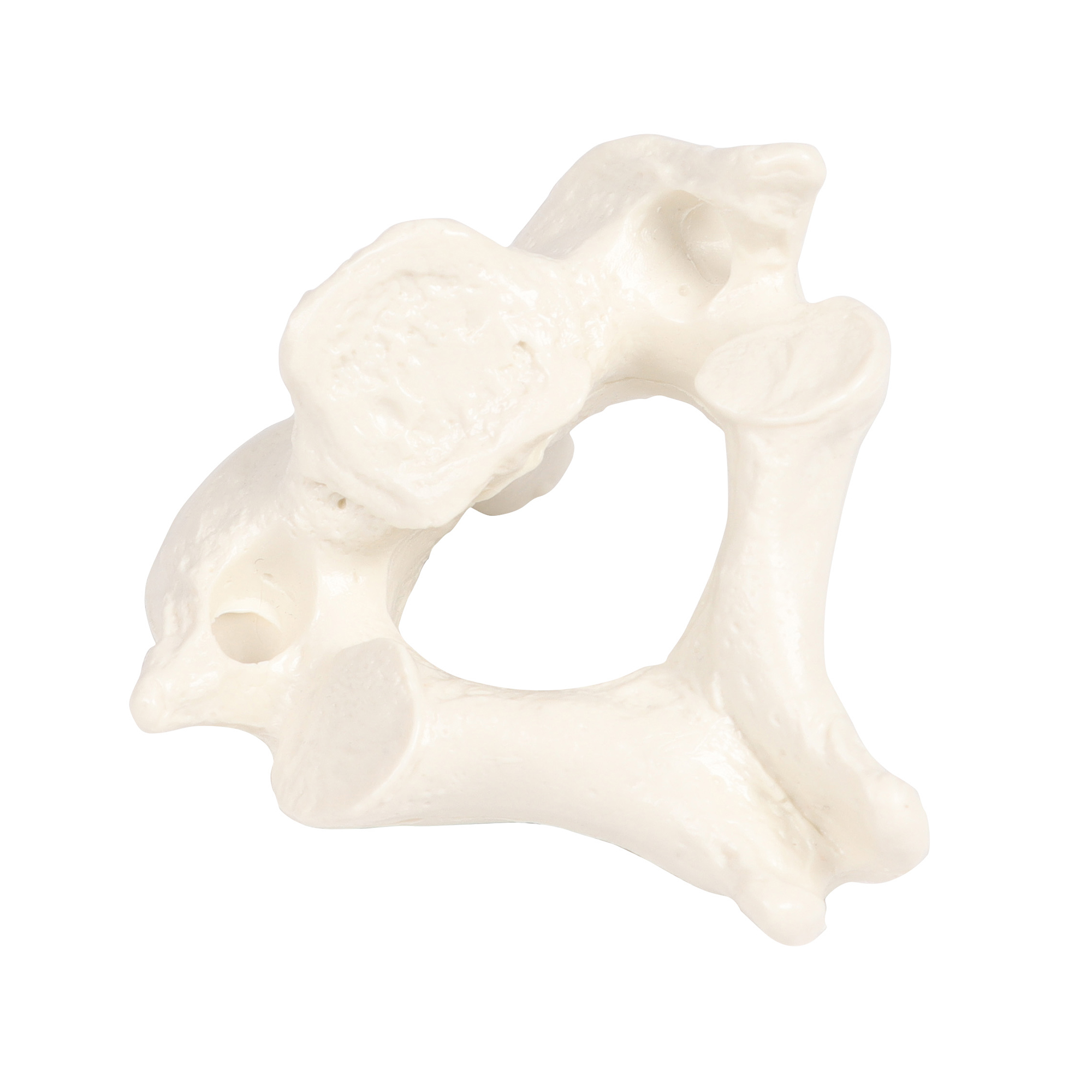 Erler Zimmer Male Vertebral Model, Single, TH2