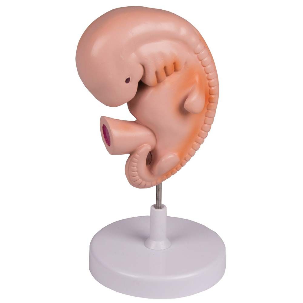 Erler Zimmer Model - Human Embryo, 4 Weeks Old