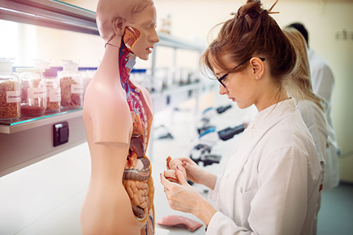 Look at the human anatomy in detail - with the anatomical teaching aids from Medicalcorner24®. Look at the human anatomy in detail - with the anatomical teaching aids from Medicalcorner24®.